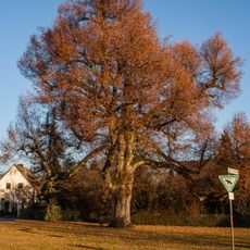 Unterhaidelbacher Friedenslinde