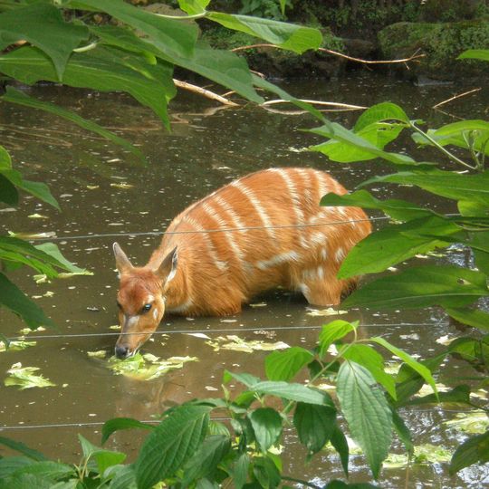 Parco nazionale di Saiwa Swamp