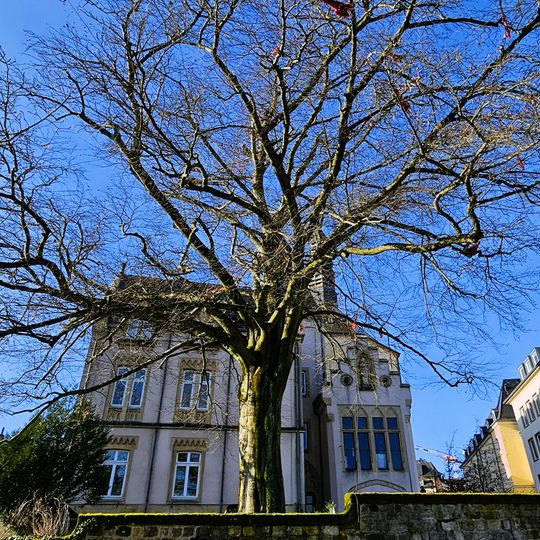 Bluttbuch bei der Méchelskierch