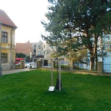 Strom republiky v Kynšperku nad Ohří