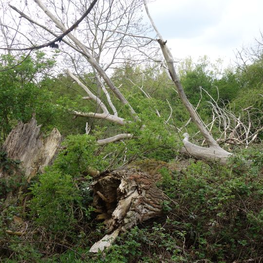 NSG Am Godorfer Hafen