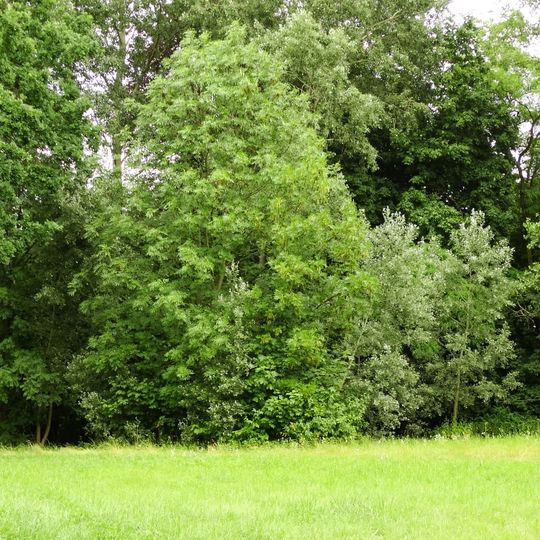 Manor park in Pauliny