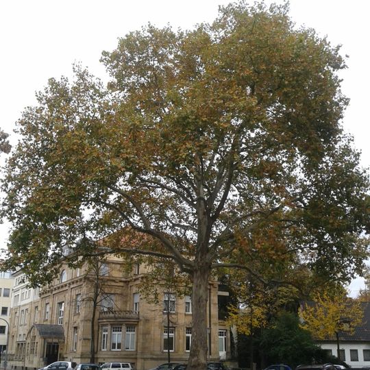 Platane, Oststadt, Ecke Sophien-/Mollstr.