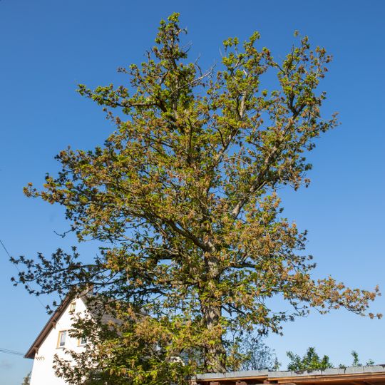 Flaum-Eiche Wechselburg