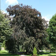 Buk v Andělské Hoře