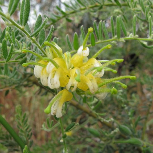 Jardín botánico White Hills