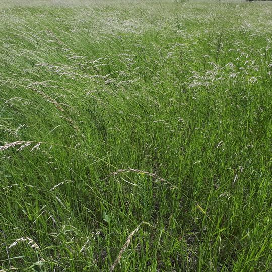 Пристайлівський заказник