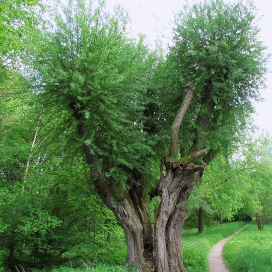 Feuchtwiesen mit alter Kopfweide