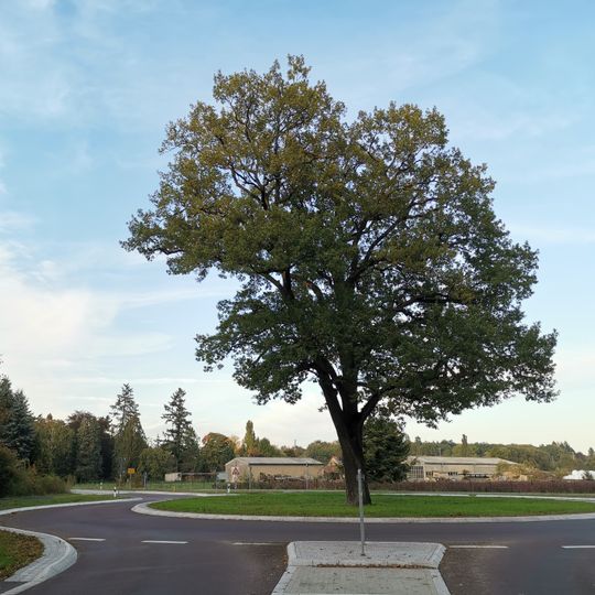 Naturdenkmal Eiche 300 m südlich des Bahnübergangs am Bahnhof Wiesenberg in Jeserig/Fläming