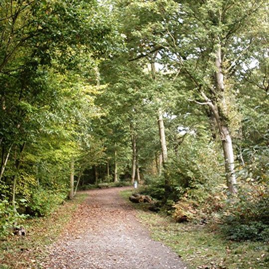 Hockley Woods