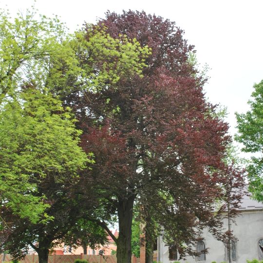Fagus purple leaves in Khorostkiv