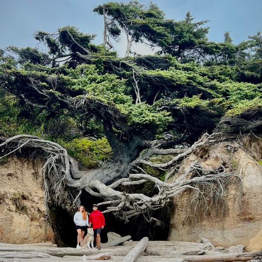 Tree of Life