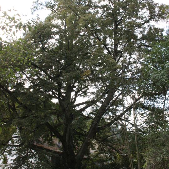 Lípa malolistá u Nového mlýna