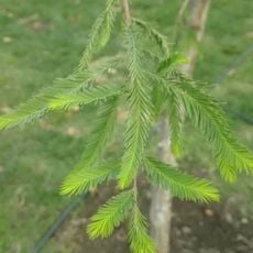 Arbre