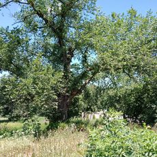 Neskuchnens'kyi lis Landscape Preserve