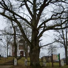 Kiaunorių ąžuolas