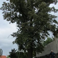 Lípa Francze Josefa