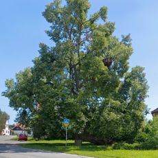 Lípa v Sudoměřicích u Bechyně