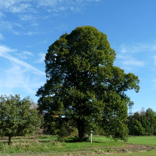 Novoroudenská lípa