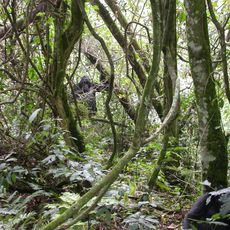 Forêt impénétrable de Bwindi