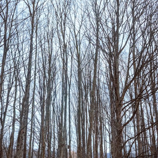 Vinkivtsi Nature Reserve