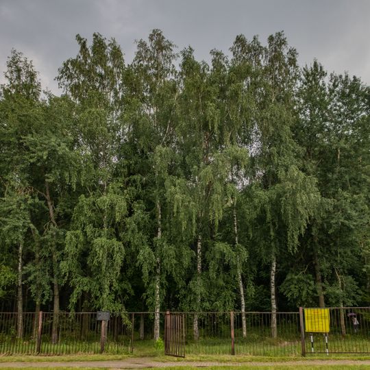 Shchomyslitskaya grove