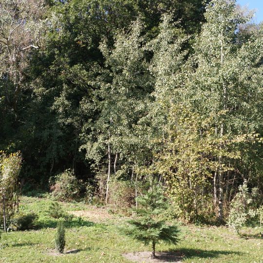 Park leśny, przy domu mieszkalnym