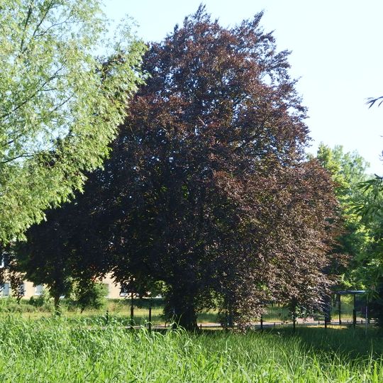 Veredelte Blut-Buche Buckower Dorfteich