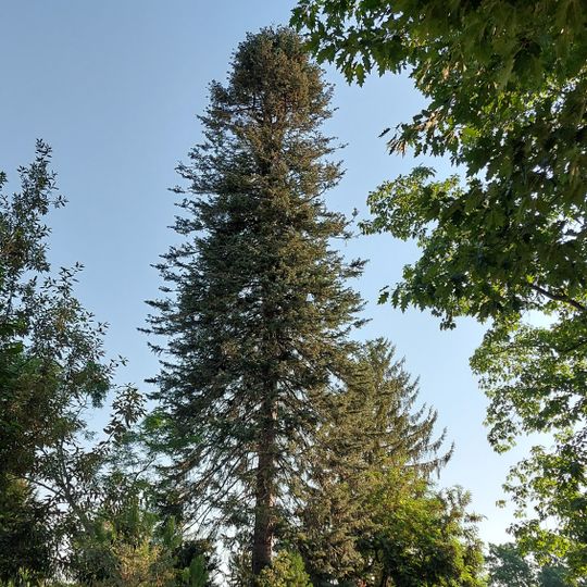 Naturdenkmal Küsten-Tanne Kleinzschachwitz