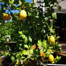 Maison Gannac citrus groves