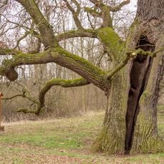 Dub na Čihátku