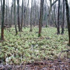 Ausstichgelände Röntgental