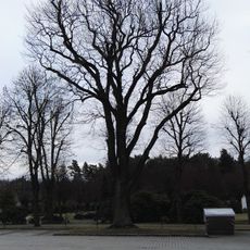 Naturdenkmal Stieleiche (Quercus robur) Ruhlander Straße, auf dem Parkplatz vor dem Friedhof in Schwarzheide