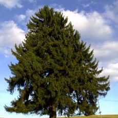 Smrk pod Ovčím vrchem