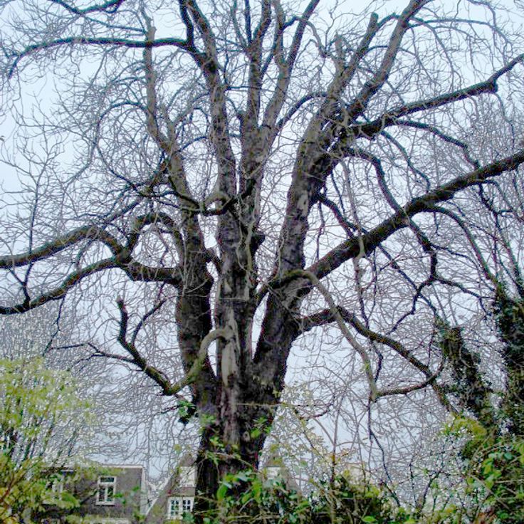 Kasztanowiec Horse Anne Frank