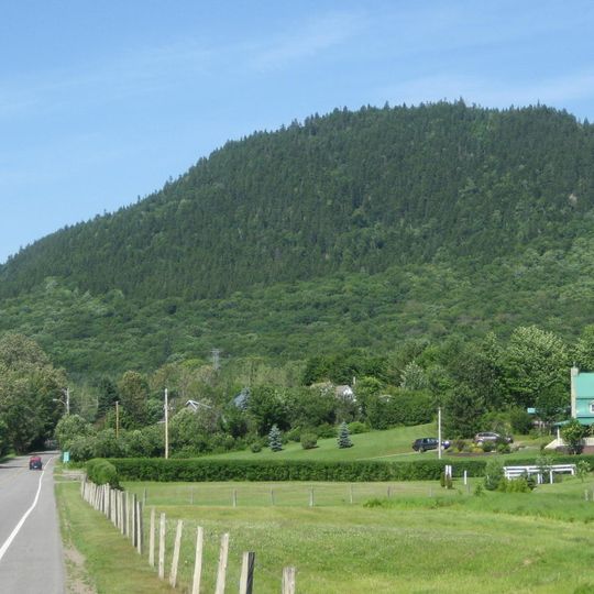 Forêt ancienne du mont Wright