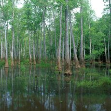 Bond Swamp National Wildlife Refuge