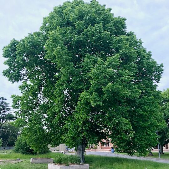Lincoln University mulberry