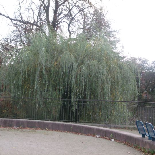 Trauerweide am Kleinen Spreewehr