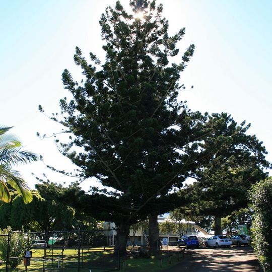 Hoop Pines, Bald Hills