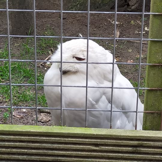 Eureka Orchideeën en Vogelbush