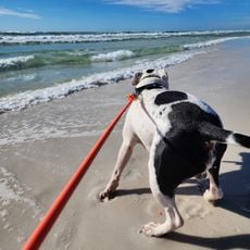 Park East On-Leash Dog Beach