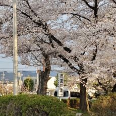 Amenomiya no Watashi