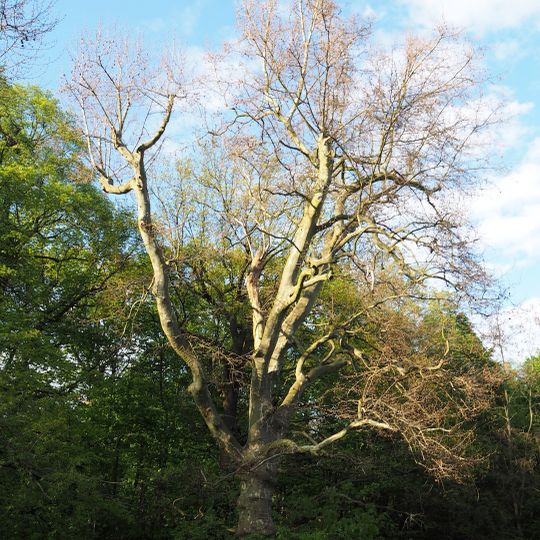 Platane Volkspark Schönholzer Heide