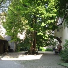 1 Sommerlinde "Sommerlinde auf der Tannenburg"