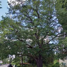 Stiel-Eiche Moorweg Ecke Bonifaziusstraße