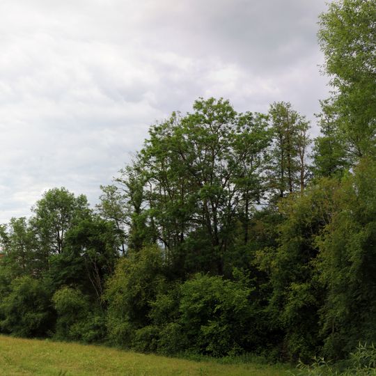 Bachlauf und Ufergehölz am Klostergarten
