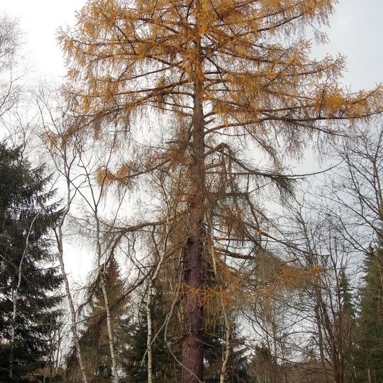 Modřín u Stříbrného potoka