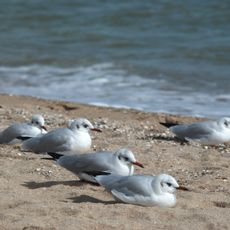 Category:Prymorskyi Zakaznik