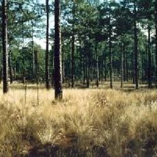 Carolina Sandhills National Wildlife Refuge